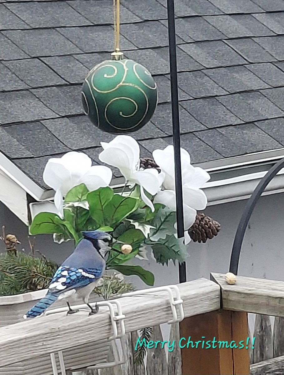 sojka chocholatá - ML647564662