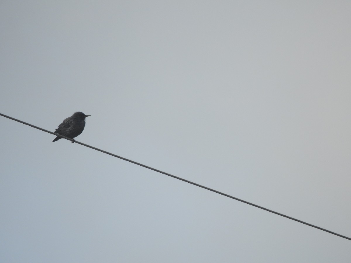 Spotless Starling - ML647564668