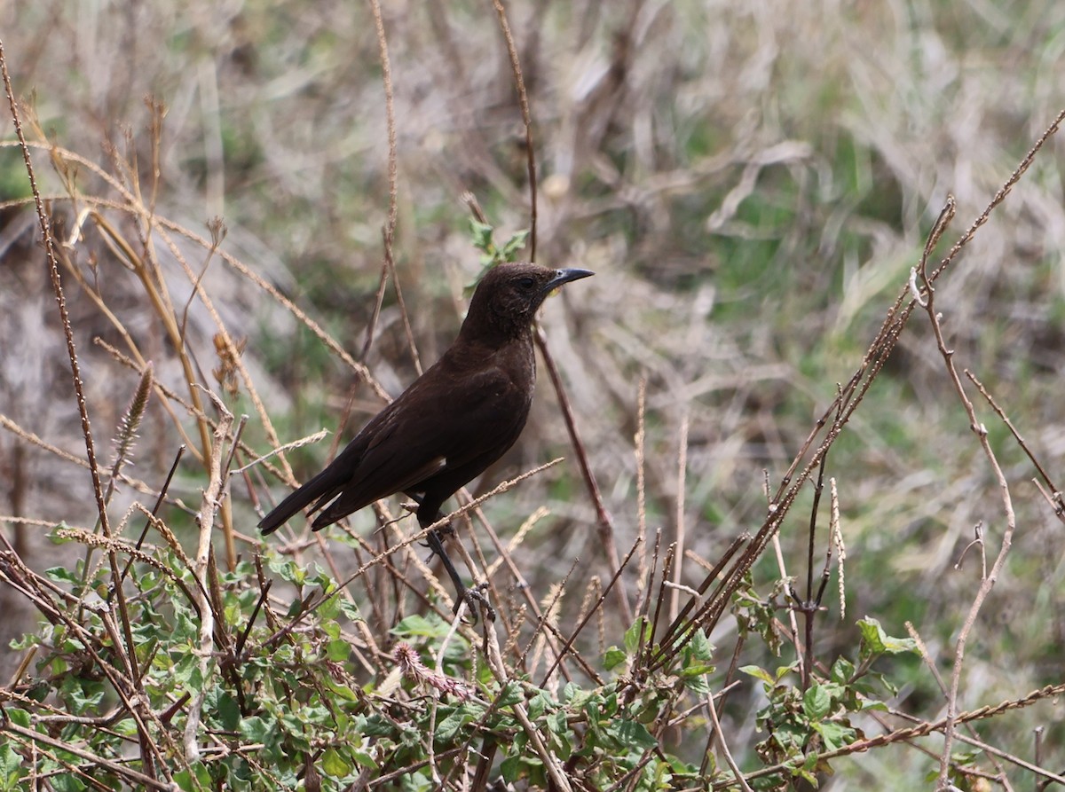 Northern Anteater-Chat - ML647564671