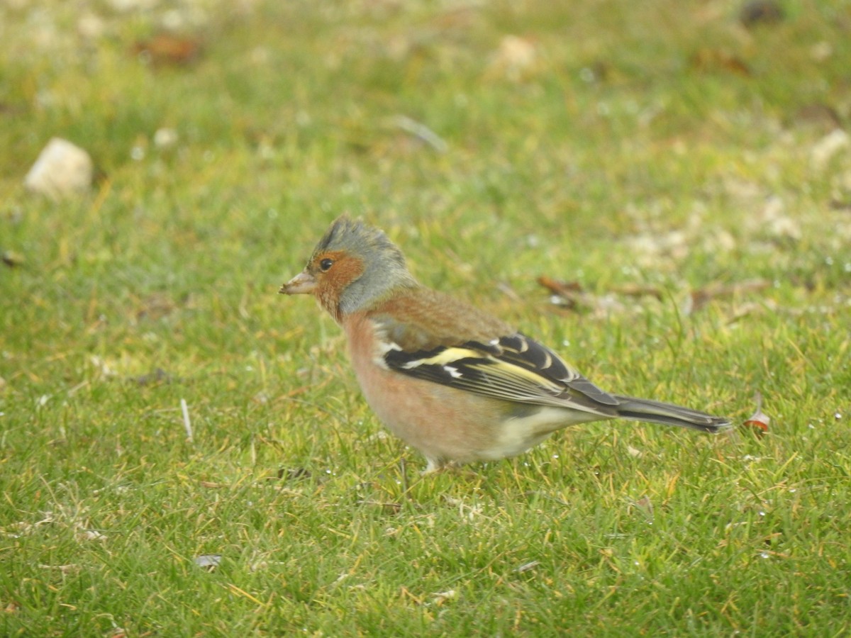 Common Chaffinch - ML647564697
