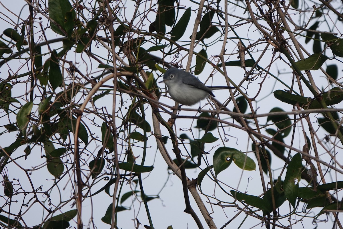 Комароловка сиза - ML647564710