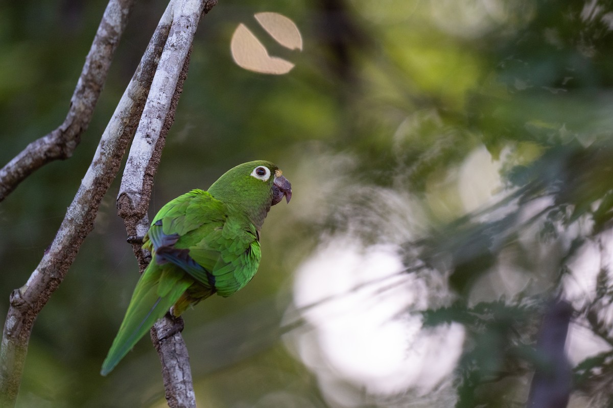 Jamaikasittich - ML647564725