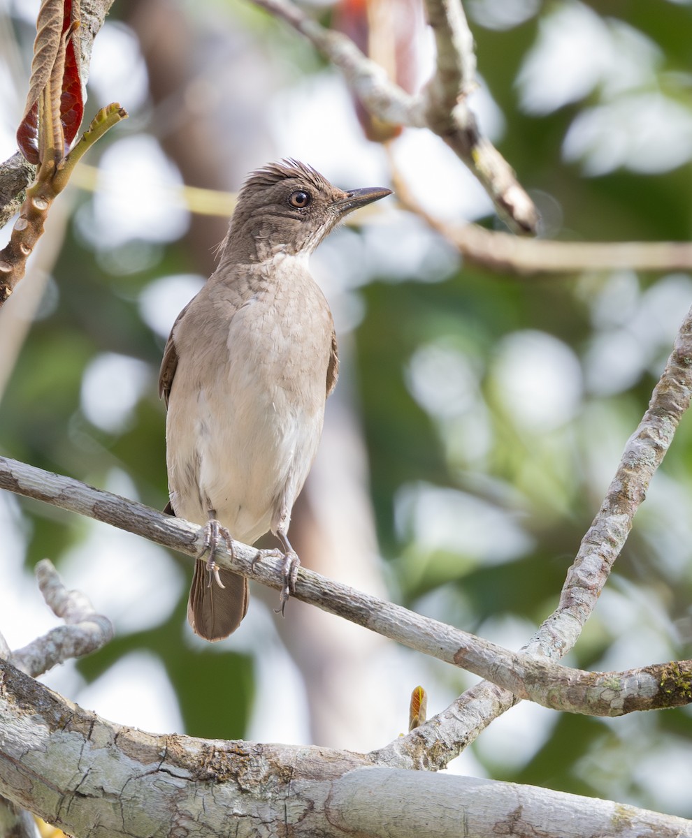Black-billed Thrush - ML647564735
