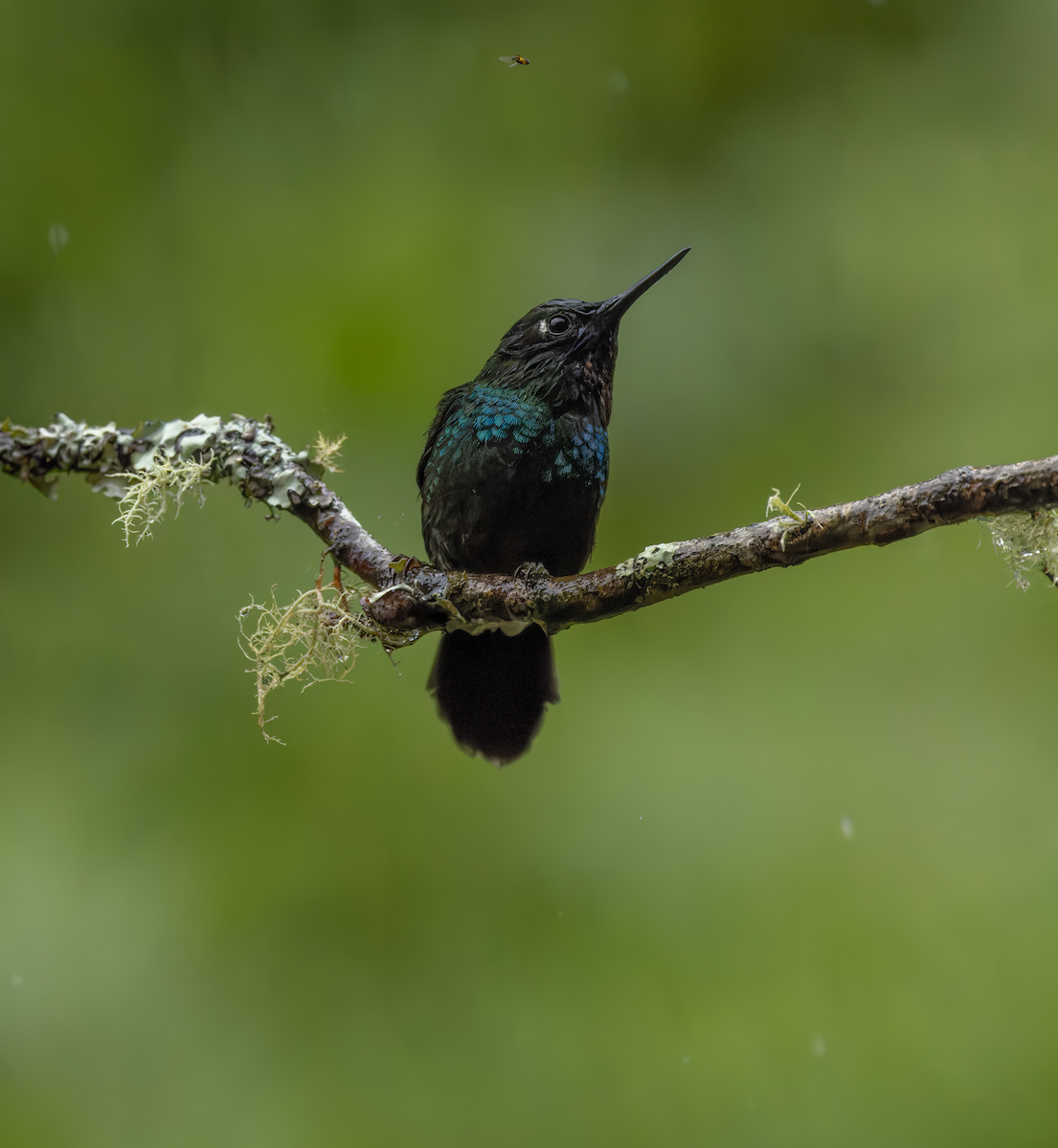 Tourmaline Sunangel - ML647564745