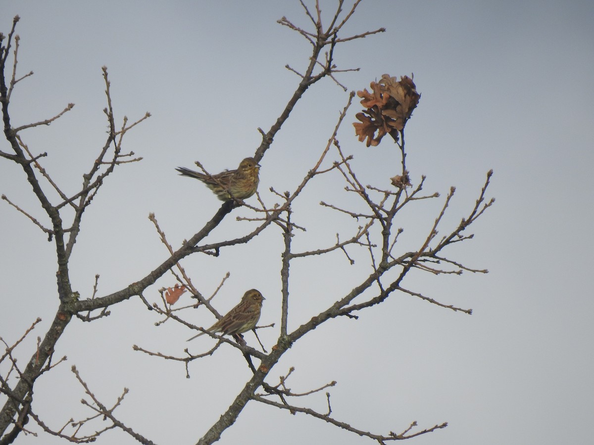 Cirl Bunting - ML647564749