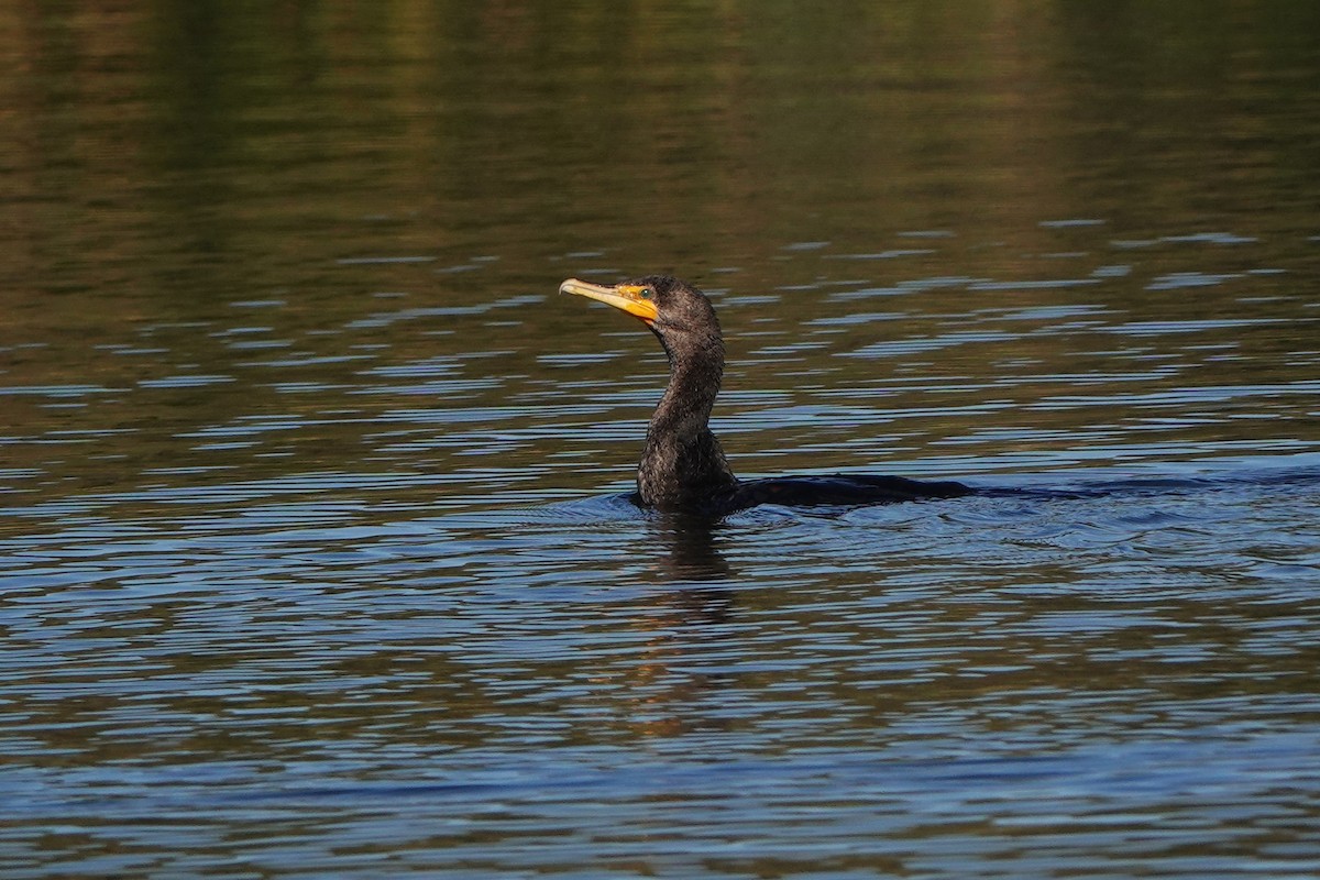 totoppskarv - ML647564754