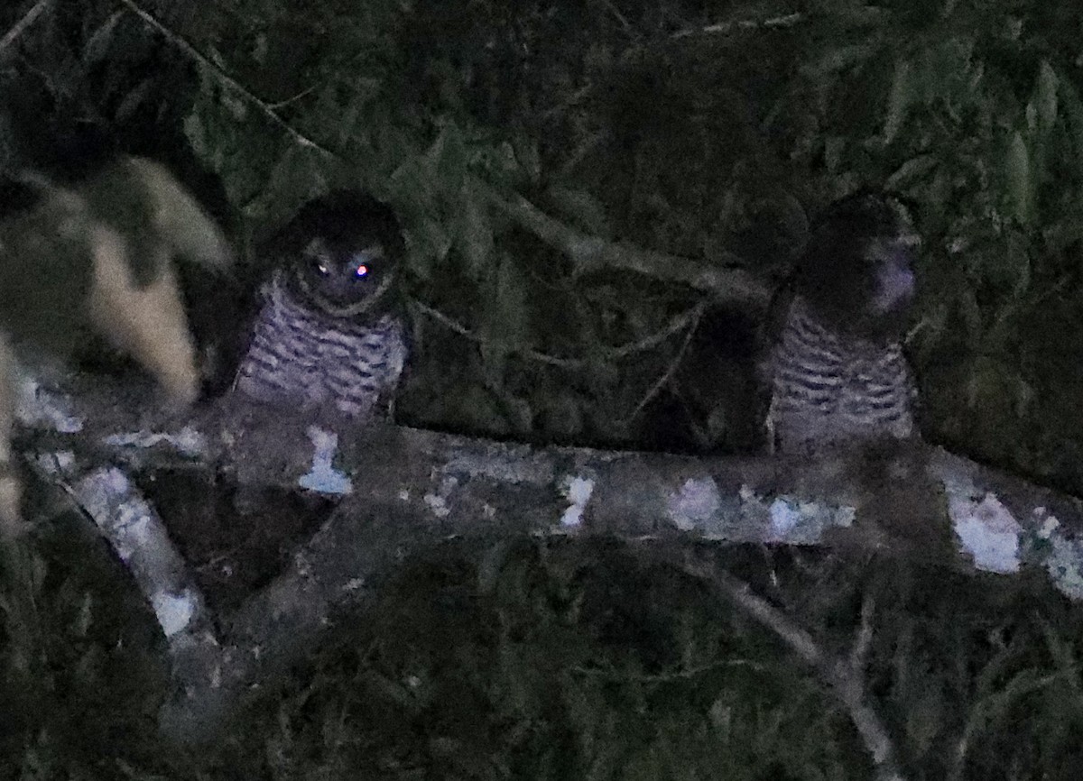 Band-bellied Owl - ML647564761