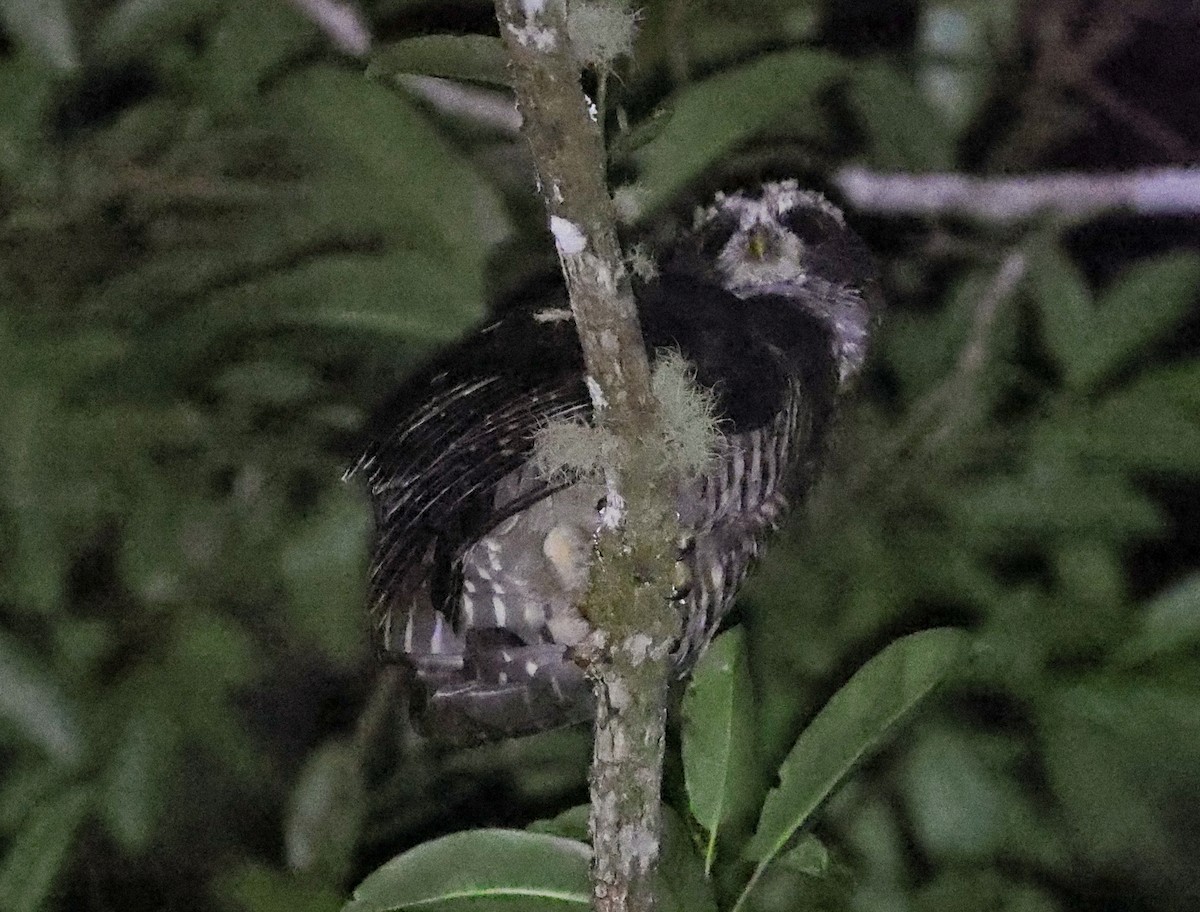 Band-bellied Owl - ML647564762