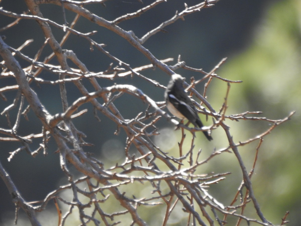 Buztangorri urdin-zuria - ML647564809