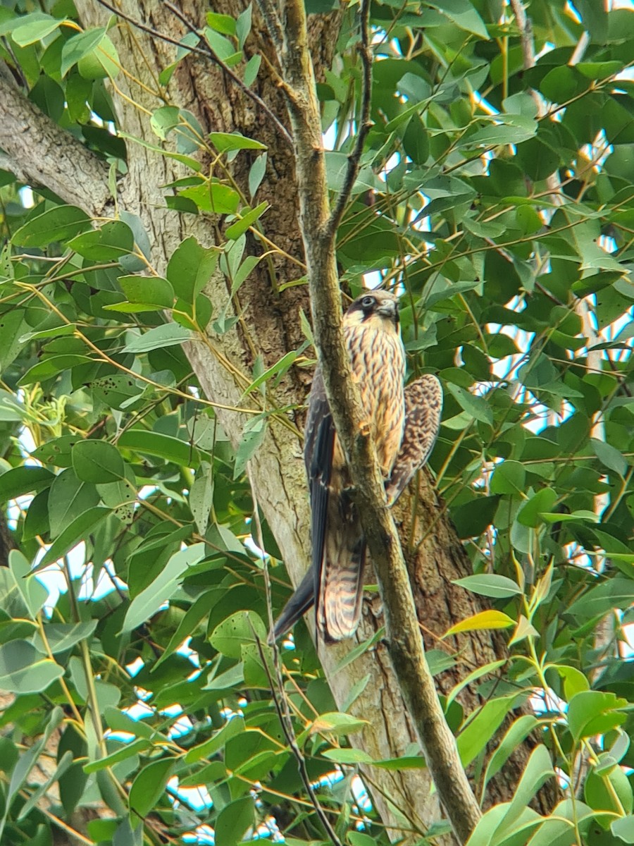 Ada Doğanı - ML647564830