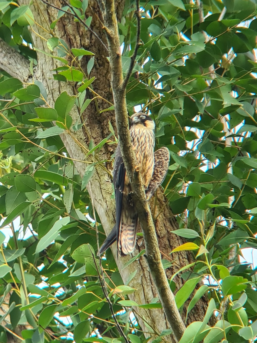 Ada Doğanı - ML647564831