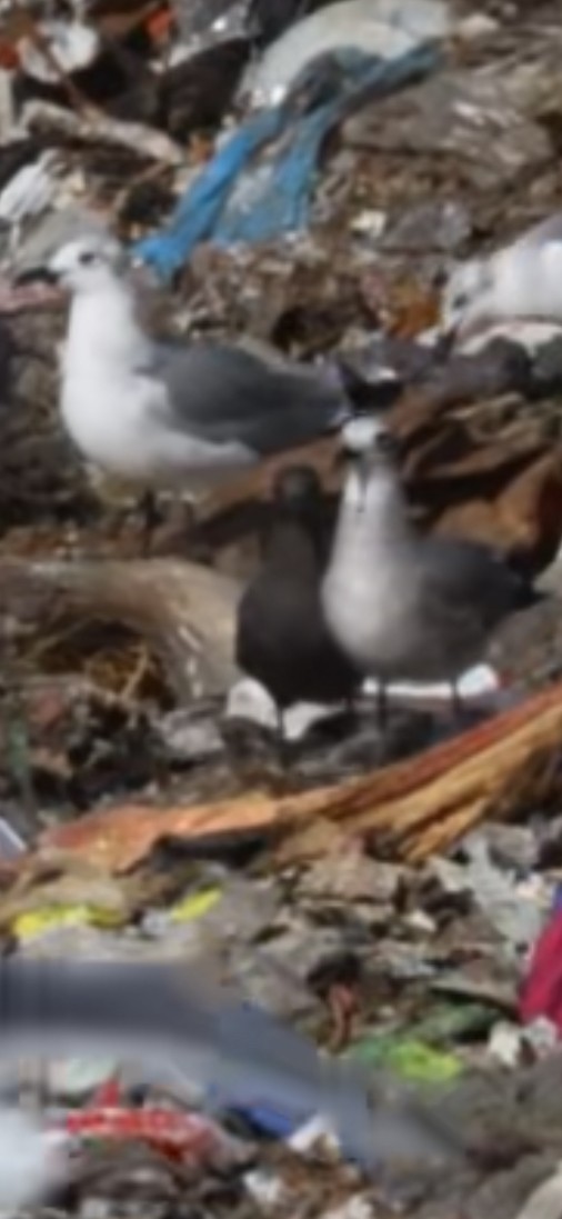 שחף בלתי-מזוהה - ML647564867