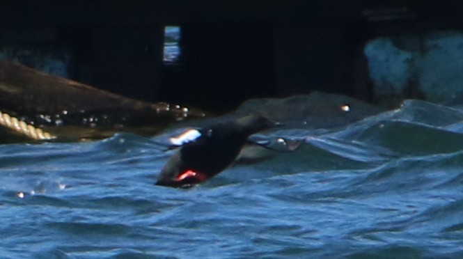 Arao Aliblanco - ML647564870