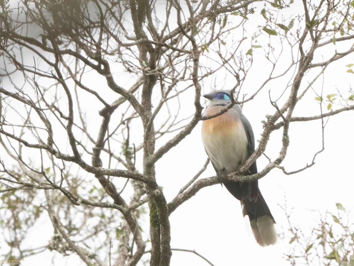 Crested Coua (Chestnut-vented) - ML647564874