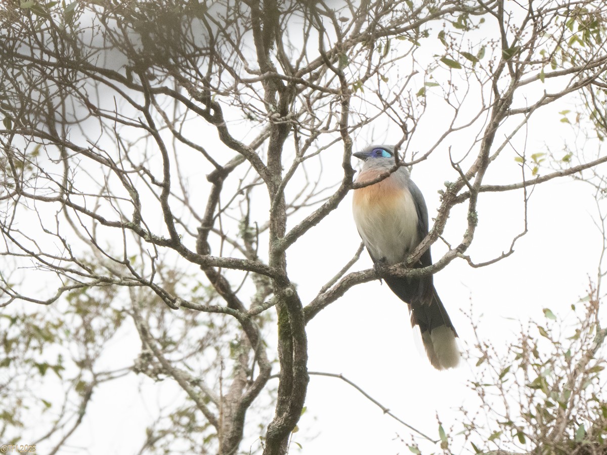 Crested Coua (Chestnut-vented) - ML647564875