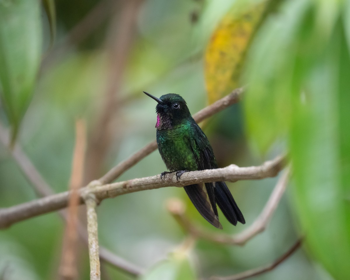 Tourmaline Sunangel - ML647564876