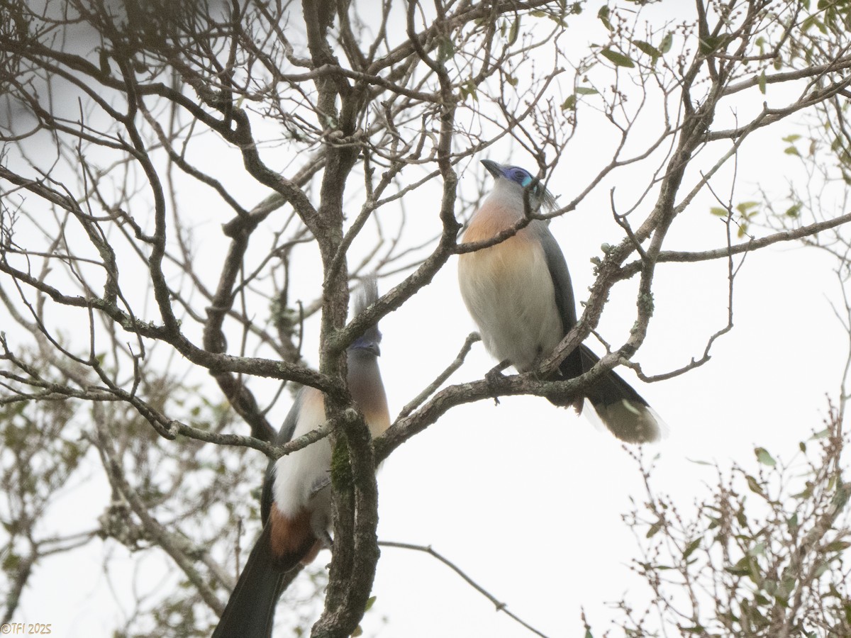 Crested Coua (Chestnut-vented) - ML647564877