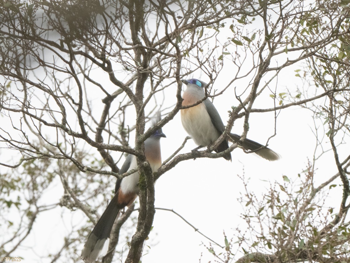 Crested Coua (Chestnut-vented) - ML647564879