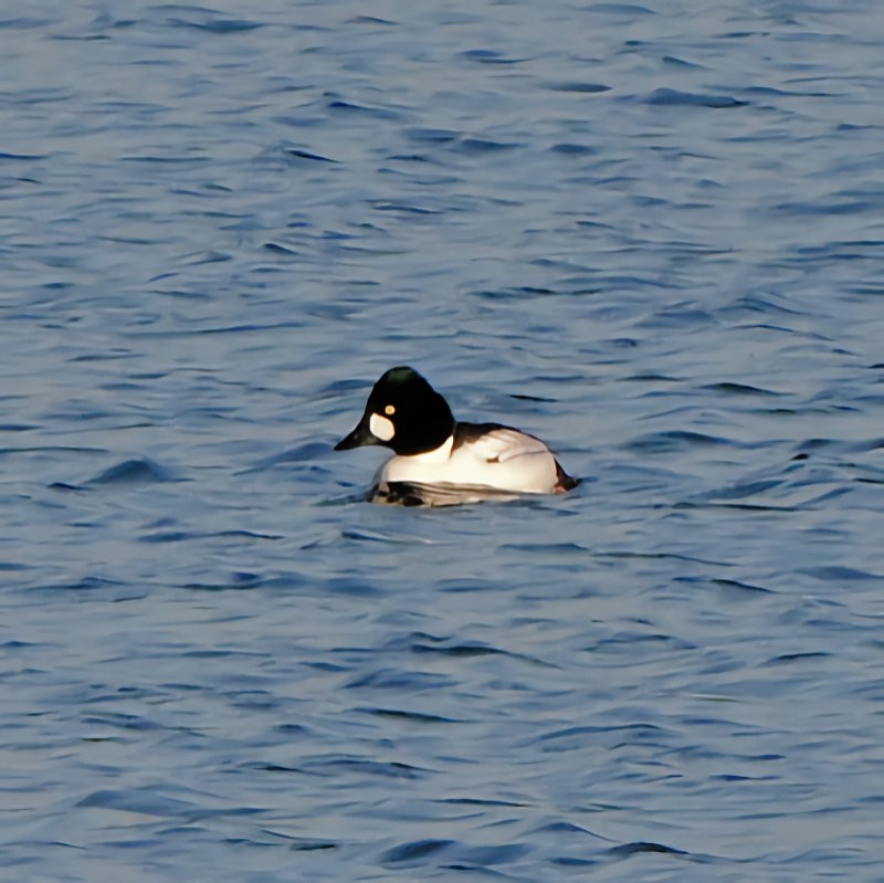 Murgilari urrebegia - ML647564880