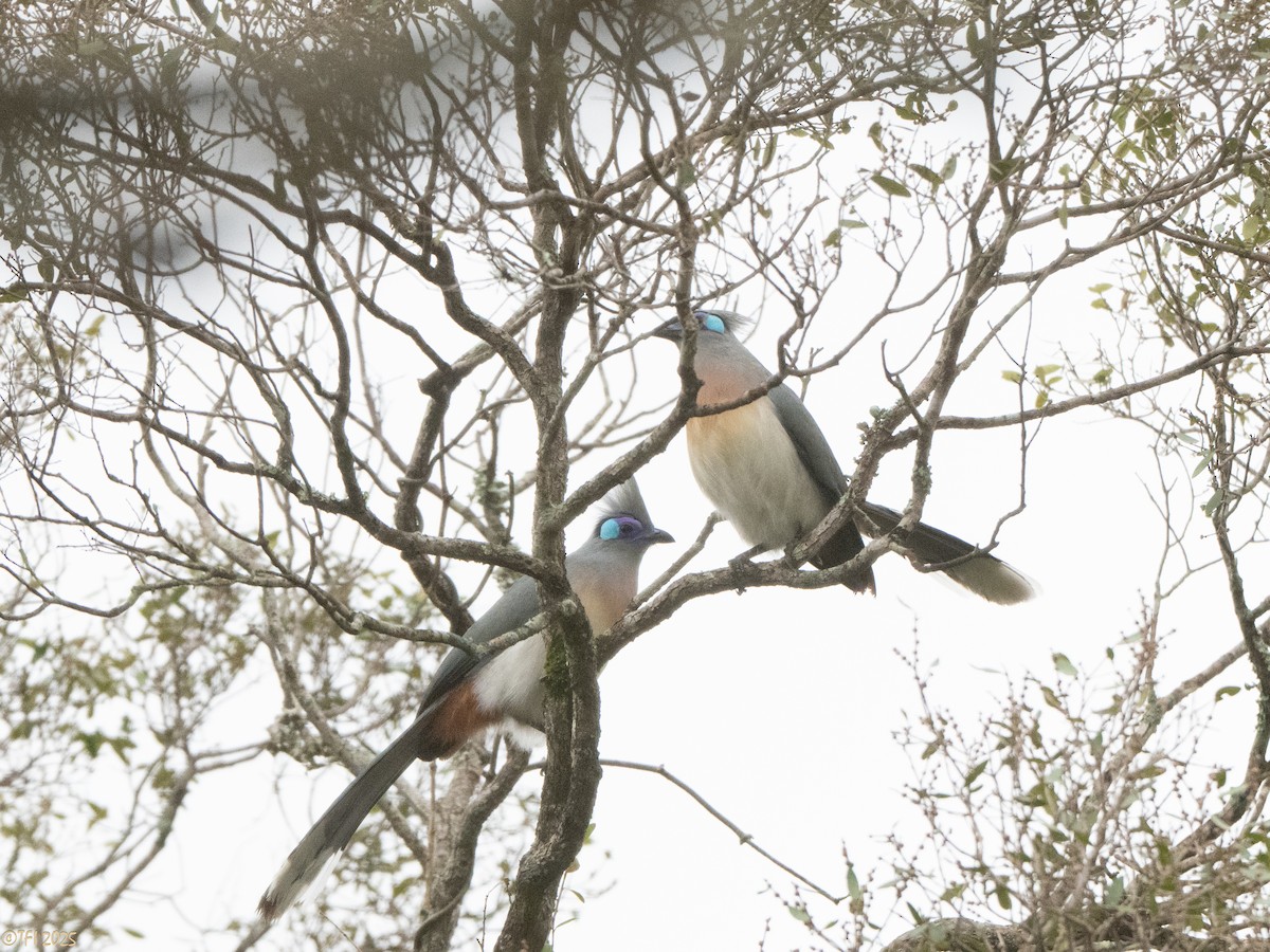 Crested Coua (Chestnut-vented) - ML647564882