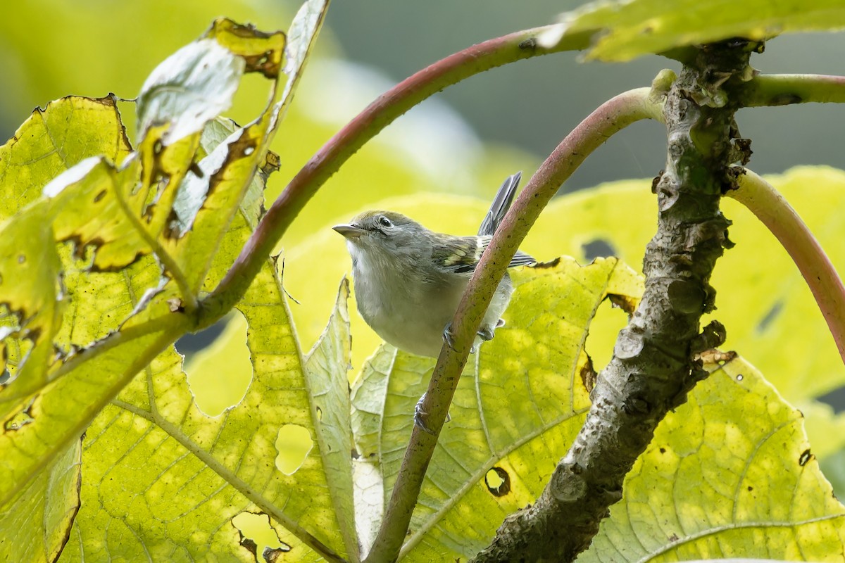 Chestnut-sided Warbler - ML647564883