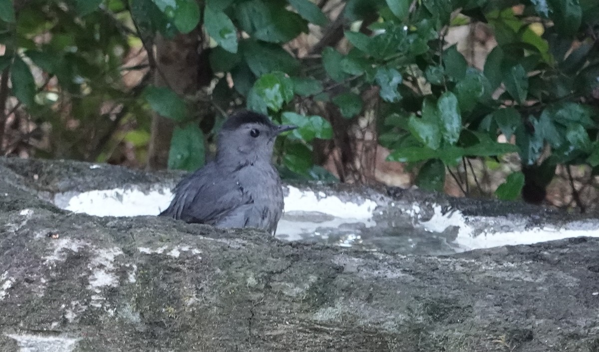 Miaulari grisa - ML647564889