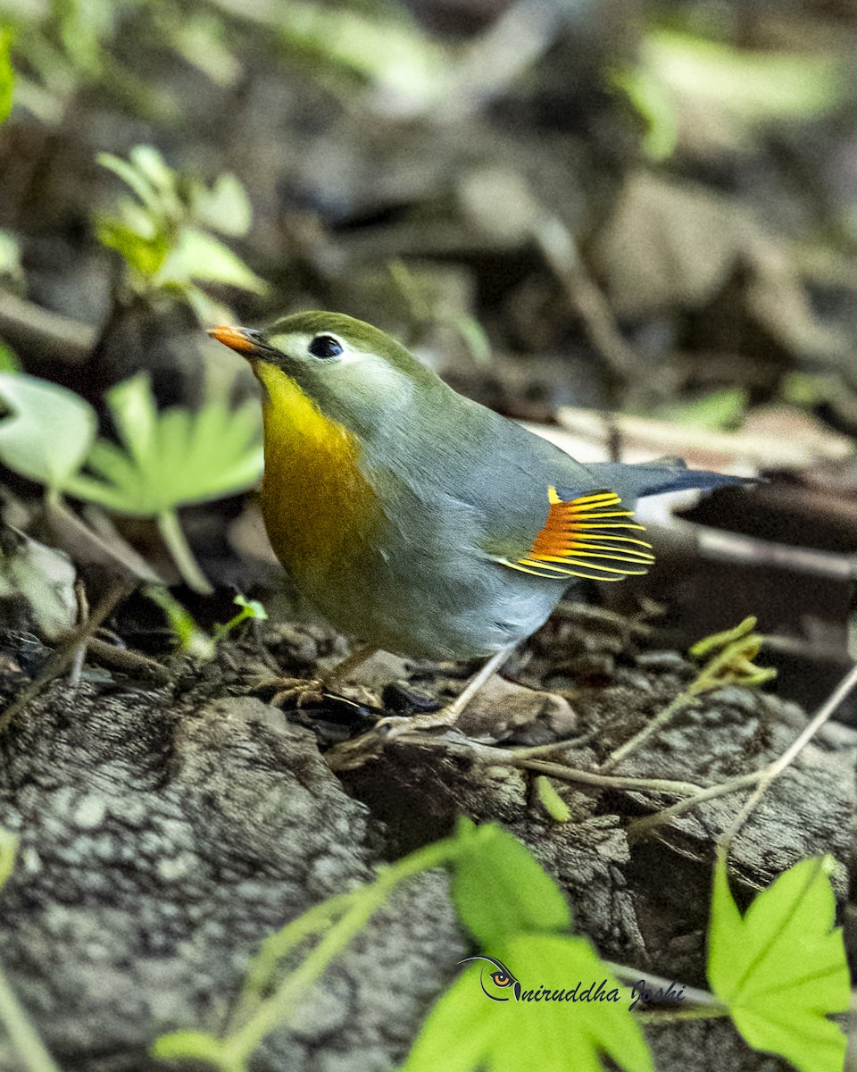 Leiotrix mokogorria - ML647564890