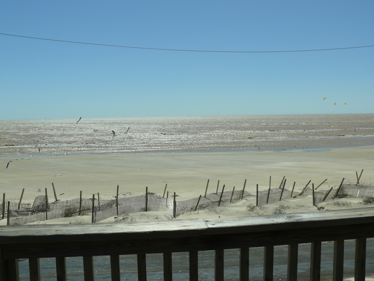 Antxeta mokogorri amerikarra - ML647564891