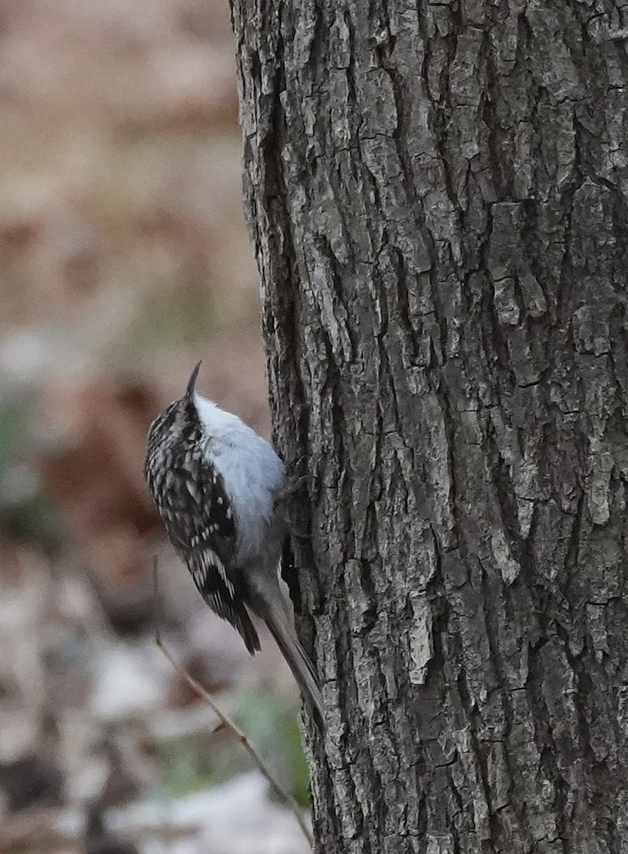 Gerri-txori amerikarra - ML647564892