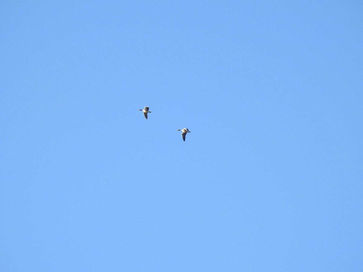 Antzara hankagorrizta - ML647564893