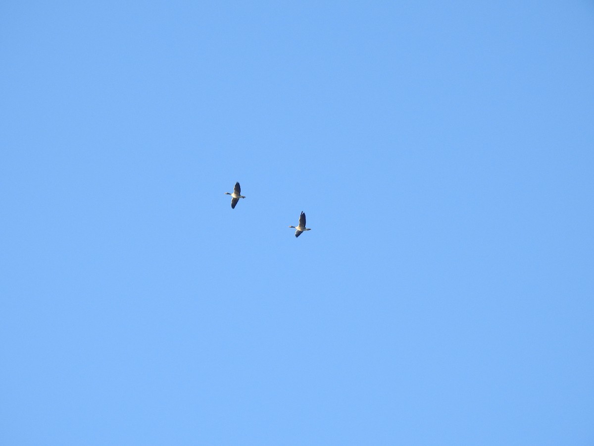 Antzara hankagorrizta - ML647564894