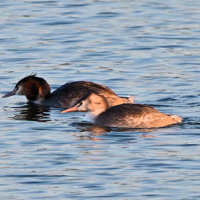 Murgil mottoduna - ML647564895