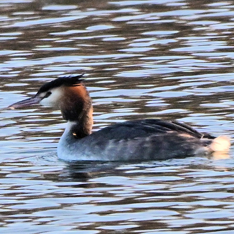 Murgil mottoduna - ML647564896