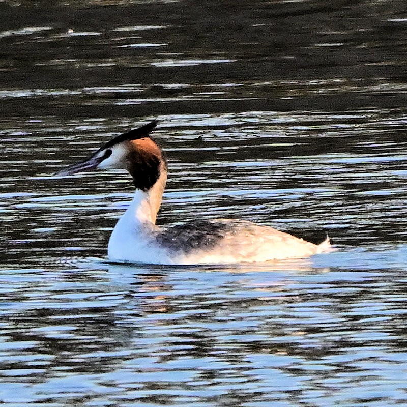 Murgil mottoduna - ML647564897