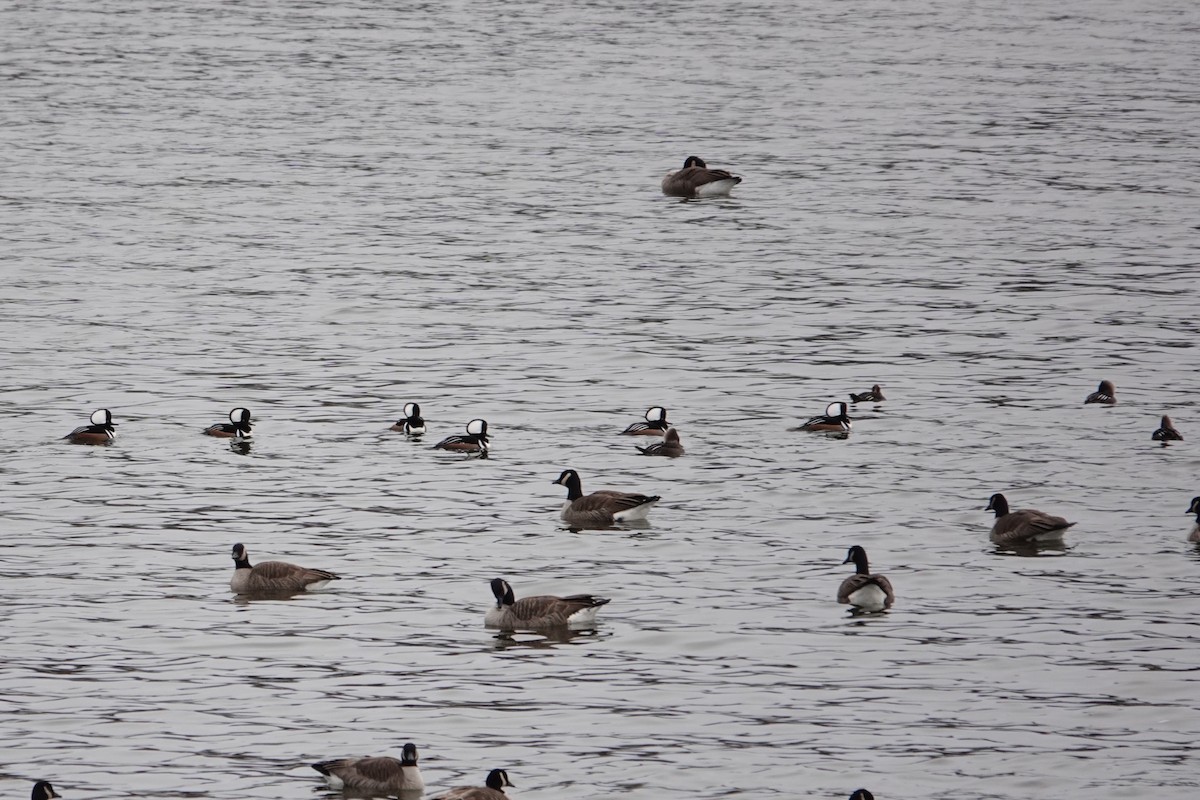 Zerra buruhandia - ML647564898