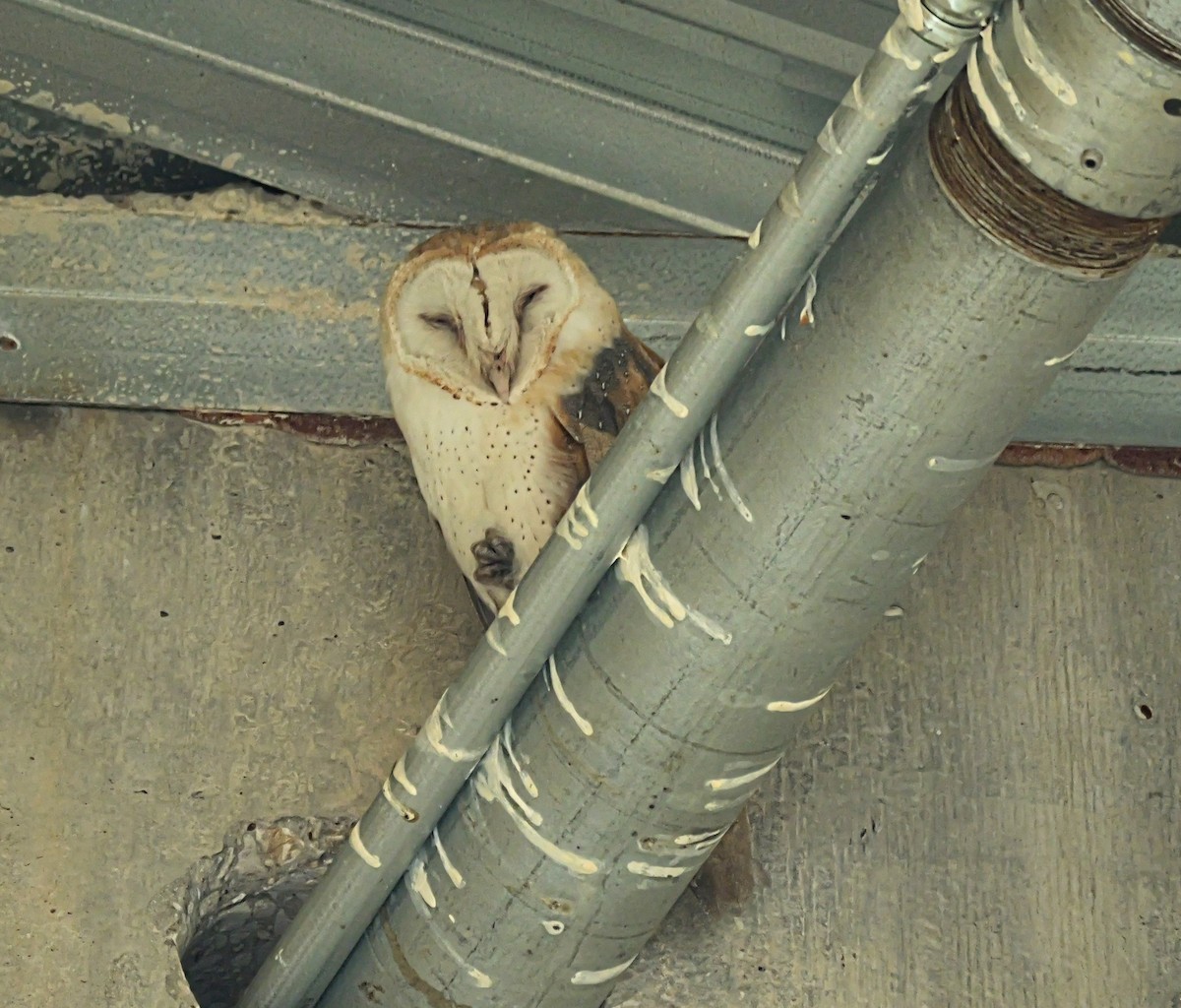 Hontz zuri amerikarra - ML647564899