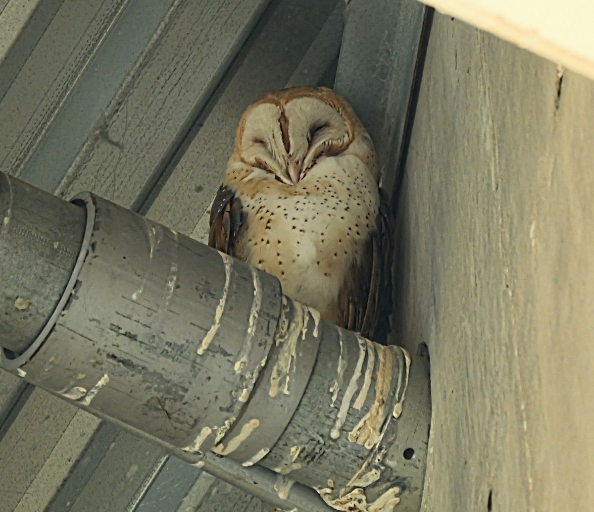 Hontz zuri amerikarra - ML647564900