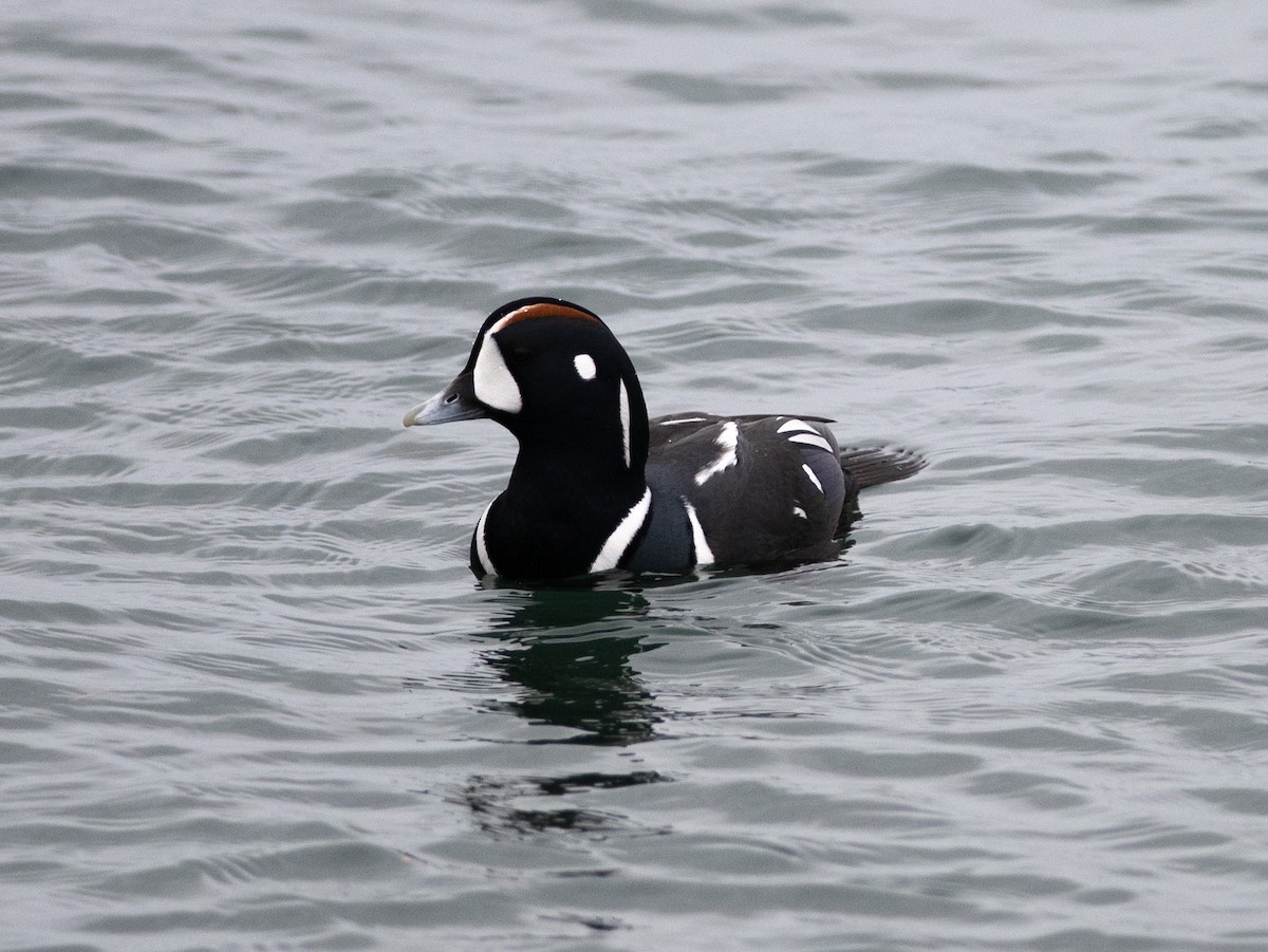 Ahate arlekina - ML647564901