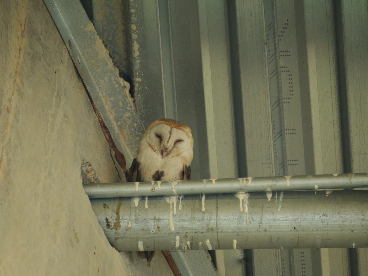 Hontz zuri amerikarra - ML647564902