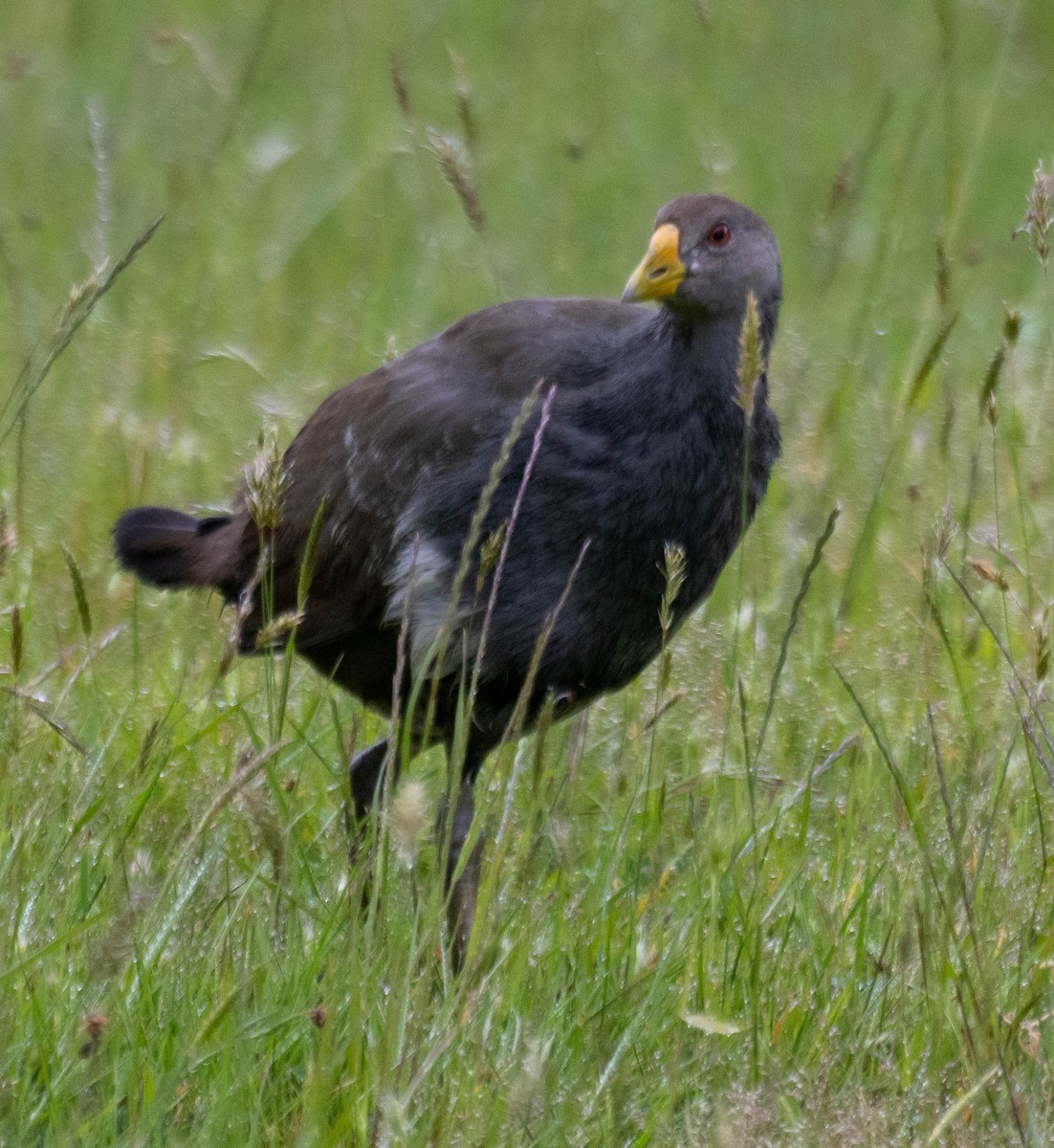 Tasmanian Nativehen - ML647564905