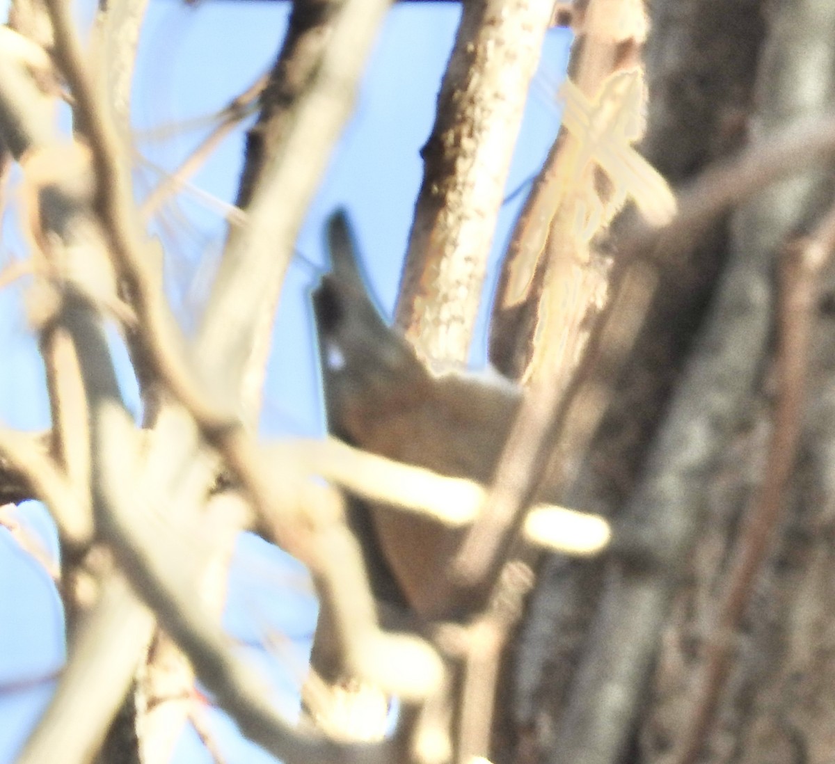 Garrapo kanadarra - ML647564906