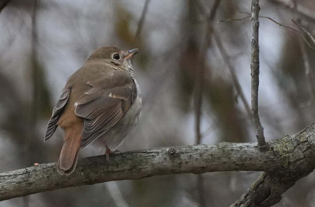 Hermit Thrush - ML647564908