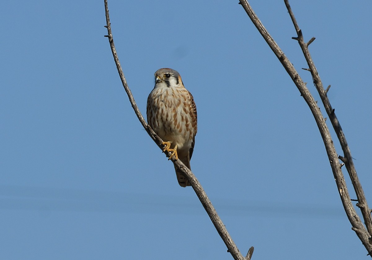 Belatz amerikarra - ML647564909