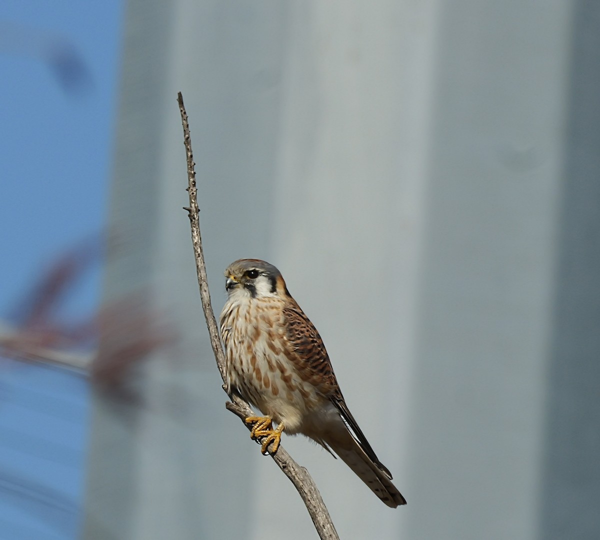 Belatz amerikarra - ML647564910