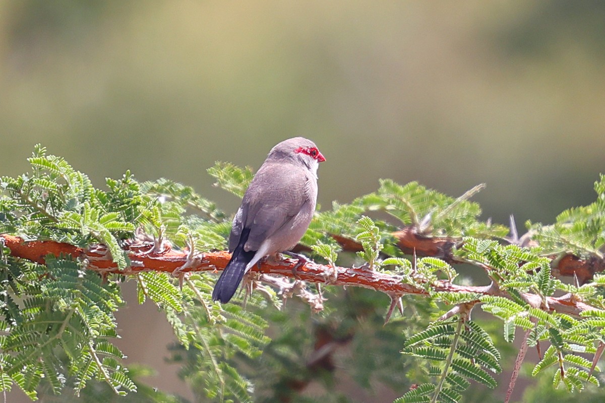 Estrilda mokogorria - ML647564914