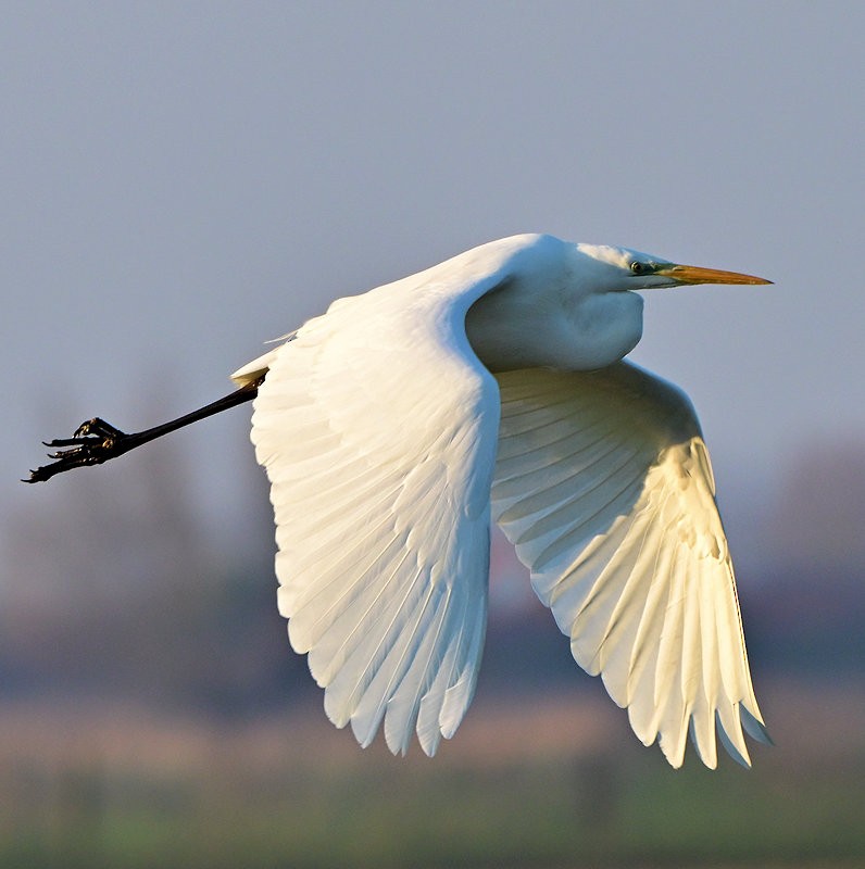 Koartza zuria - ML647564915