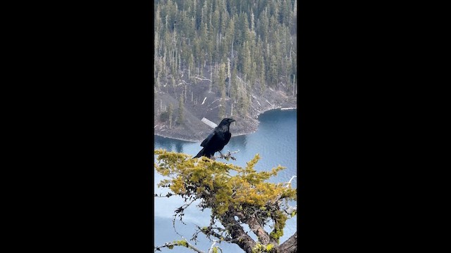 ワタリガラス - ML647564917