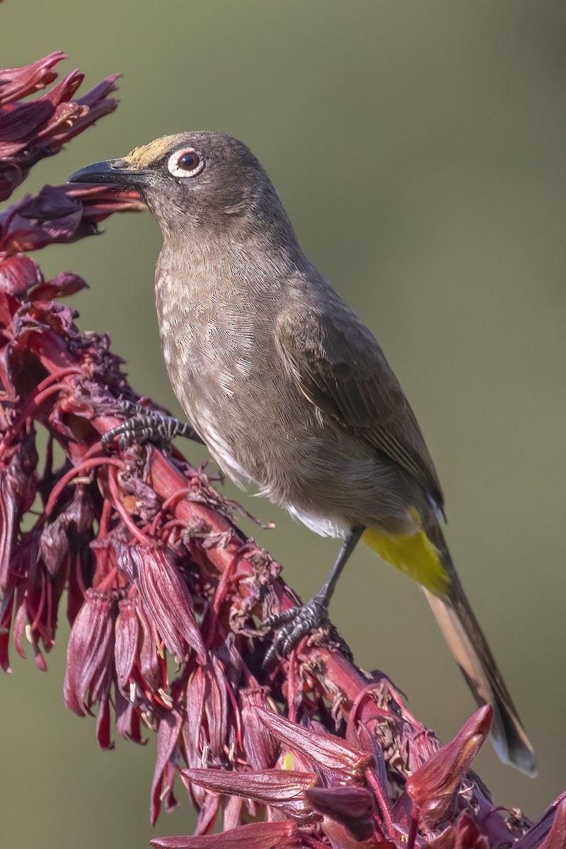 Cape Bulbul - ML647564921