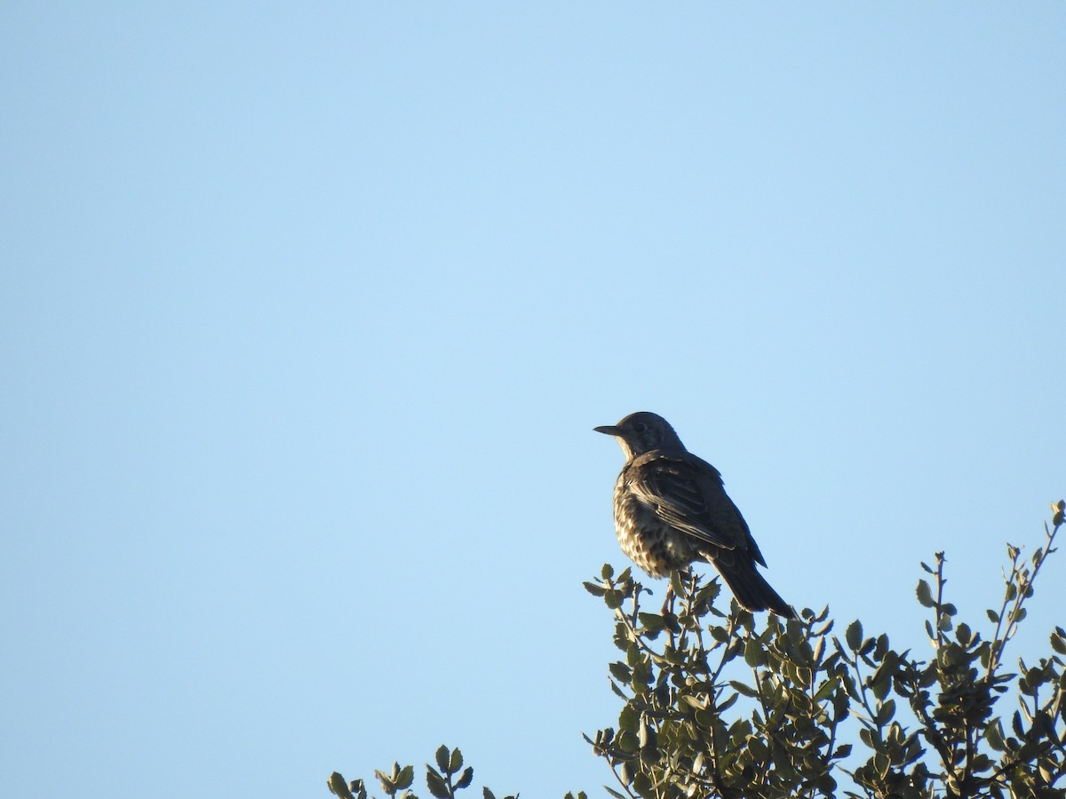 Mistle Thrush - ML647564943