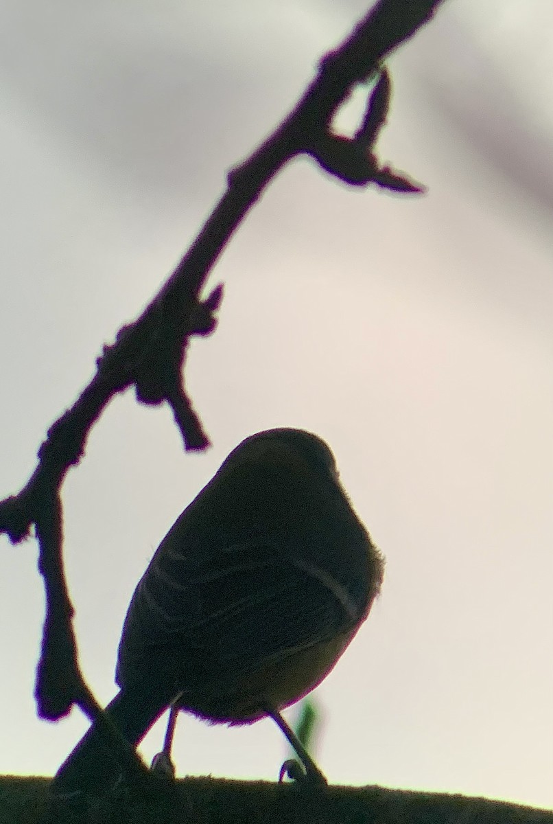 Great Tit - ML647564980